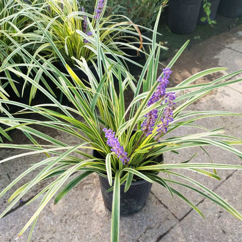 金边麦冬草苗园林绿化地被苗庭院植物观赏阔叶草花叶麦冬耐寒耐阴