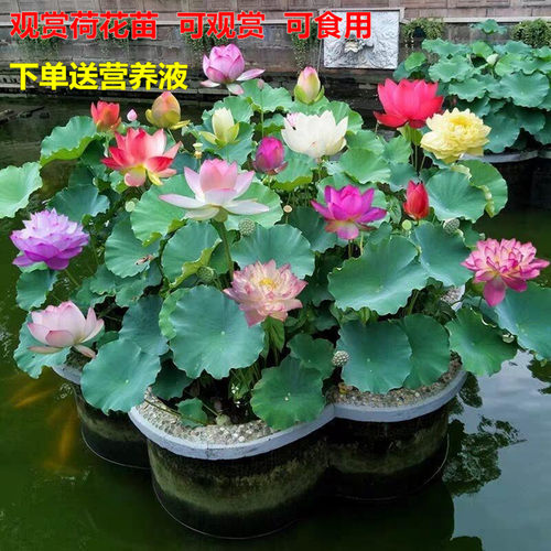 荷花莲藕苗种藕苗水缸池塘种植庭院观赏荷花苗带芽发货鲜活真花苗