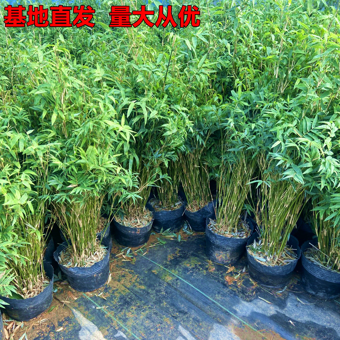 米竹苗盆栽凤尾竹观音竹微型盆景观赏竹庭院竹子室内阳台摆放绿植