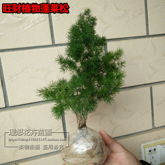蓬莱松盆栽盆景苗 包邮植物四季长青室内植物 花语长寿又称旺来松