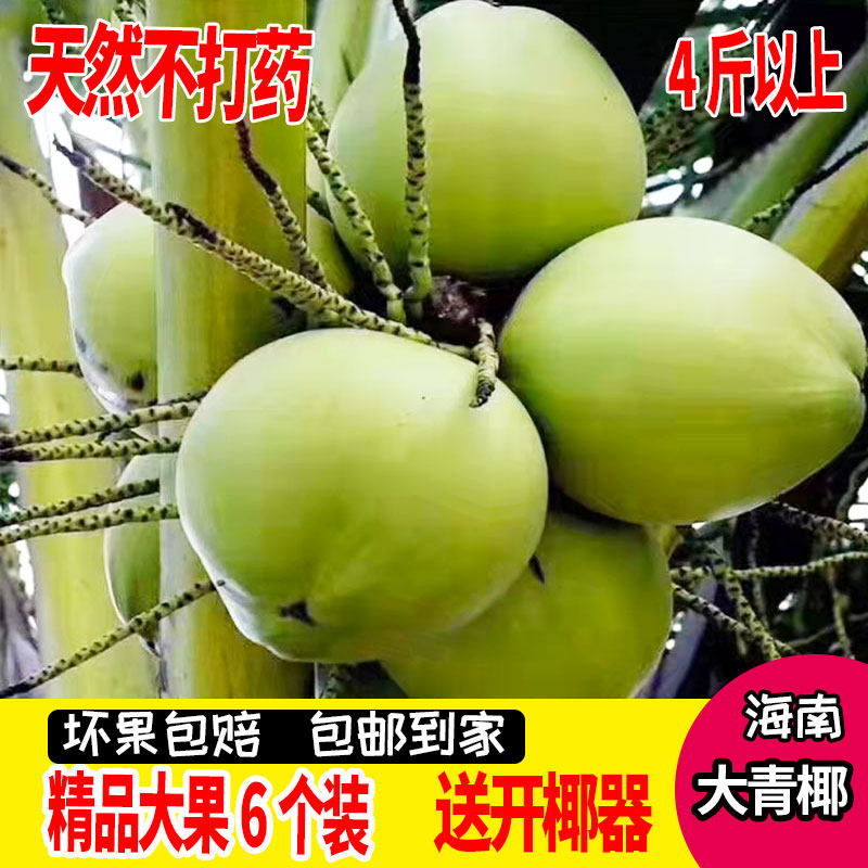 正宗海南带皮大椰青新鲜椰子孕妇水果应季水果青皮椰子水包邮整箱