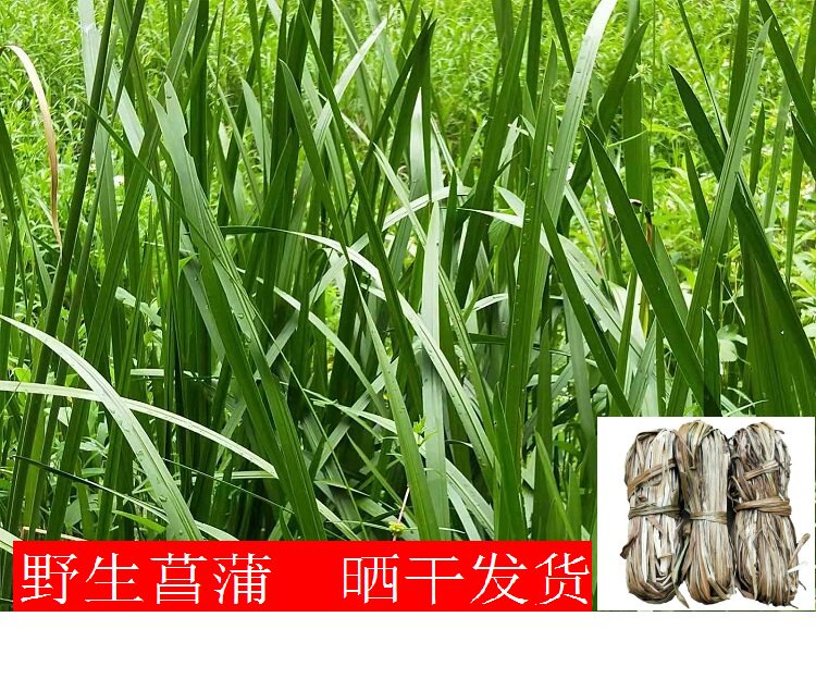 野生晒干石菖蒲叶九节菖蒲叶子水剑草产后泡澡去风寒洗脚250g包邮