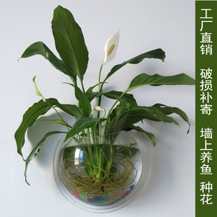 饰墙上花盆挂饰壁饰壁挂鱼缸挂缸水培背景墙饰花瓶挂件造景 墙面装