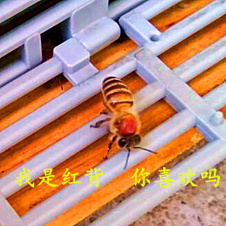 红背中蜂处女王 中蜂蜂王种王优良土蜂王爆产蜜蜂蜂王活体双色|msdalam kategori haiwan peliharaan/makanan haiwan dan bekalan, haiwan kesayangan yang lain, haiwan kesayangan yang lain - dari Buy2taobao.com untuk memberikan perkhidmatan ejen Taobao profesional membeli