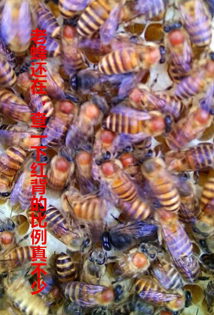 Bee Virgin Good queen bee honeybee queen bee living thing Double color Tianzhu Hybridization Aba Virginin the Pet/Pet food and supplies , Reptile/Insects and supplies Ming , Reptile/Insect appliances Ming  category - from Buy2taobao.com to provide professional Taobao agent buy service