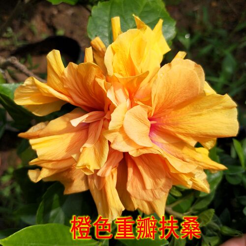 花卉盆栽扶桑花带花苞吊兰牡丹重瓣大苗盆景室内阳台植物多季开花
