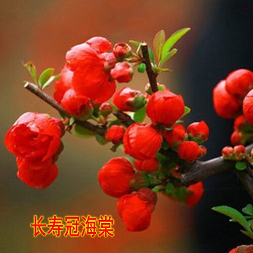 垂丝木瓜重瓣长寿海棠盆栽