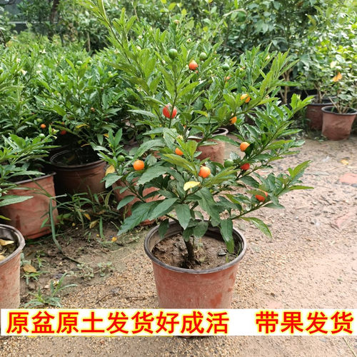 室内观果植物素材模板 室内观果植物图片下载 小麦优选