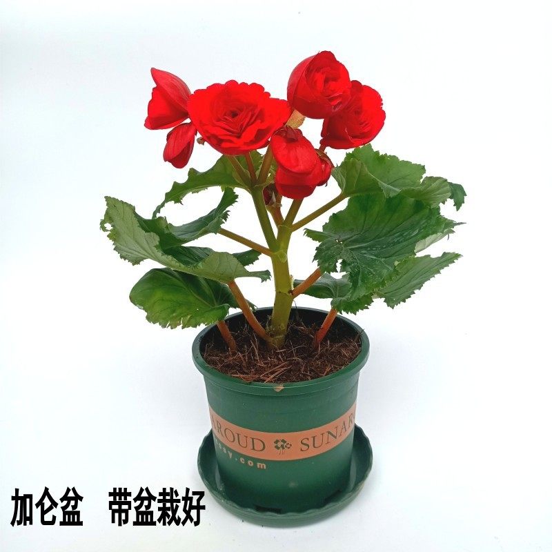 玫瑰海棠花价格 玫瑰海棠花图片 星期三