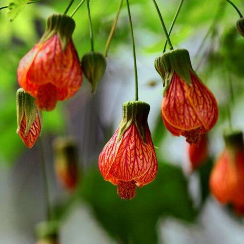 灯笼花风铃扶桑盆栽苗倒挂金钟