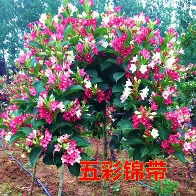 锦带苗五彩锦带红王子
