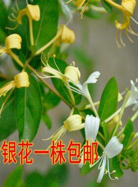 花卉盆栽金银花盆景树桩金银花苗庭院阳台室内外藤本爬藤攀缘植物