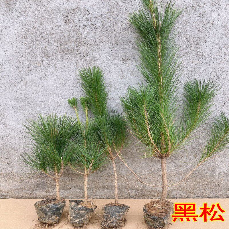 绿化行道苗木日本黑松盆栽小美庭院花园黑松树苗四季常青盆景植物