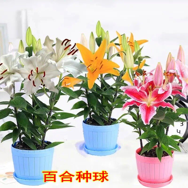 进口香水重瓣百合花种球多年生四季好养开花绿植室外阳台盆栽花卉