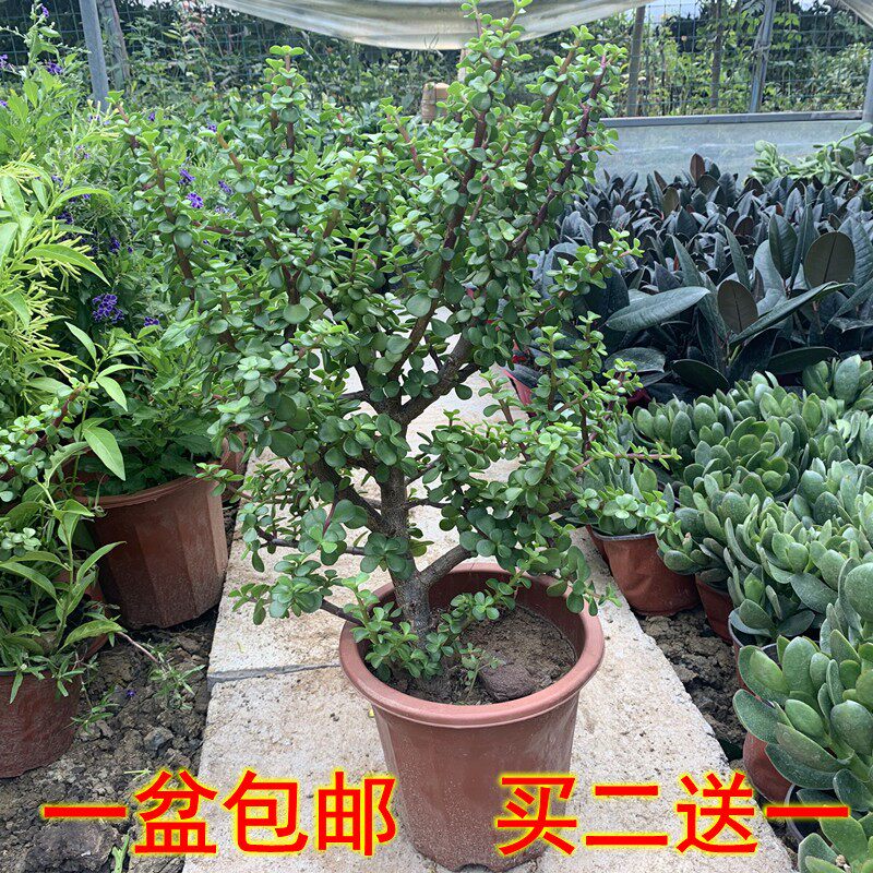 金枝玉叶造型老桩玉树多肉植物大颗雅乐之舞办公室内盆栽花卉绿植