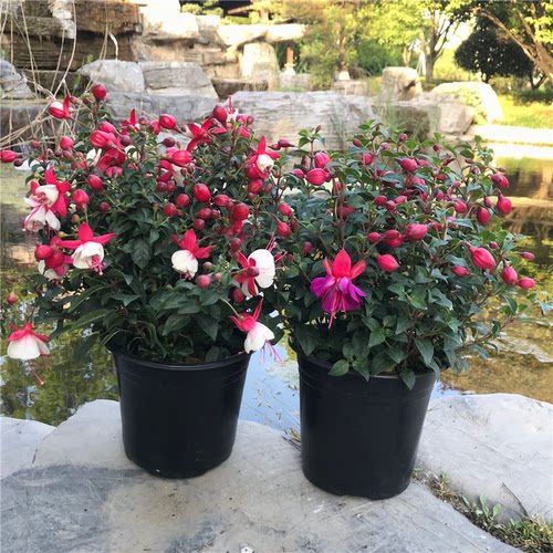 倒挂金钟大苗宝莲灯盆栽海棠花