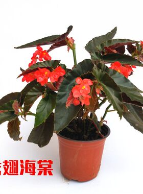 珊瑚铁甲阳台四季竹节海棠