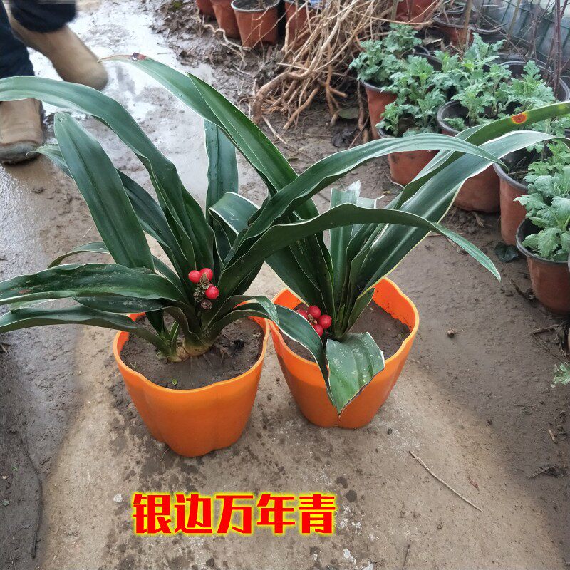 银边中华万年青盆栽植物室内四季常青客厅庭院阳台卧室办公桌花卉