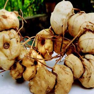 湖北恩施野生山货黄精老虎姜药食两用中药材泡酒辟谷煲汤滋补