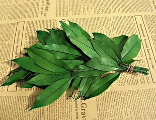 新鲜桂花树叶现摘带枝发货绿色新鲜树叶桂花叶真树叶可扦插包邮