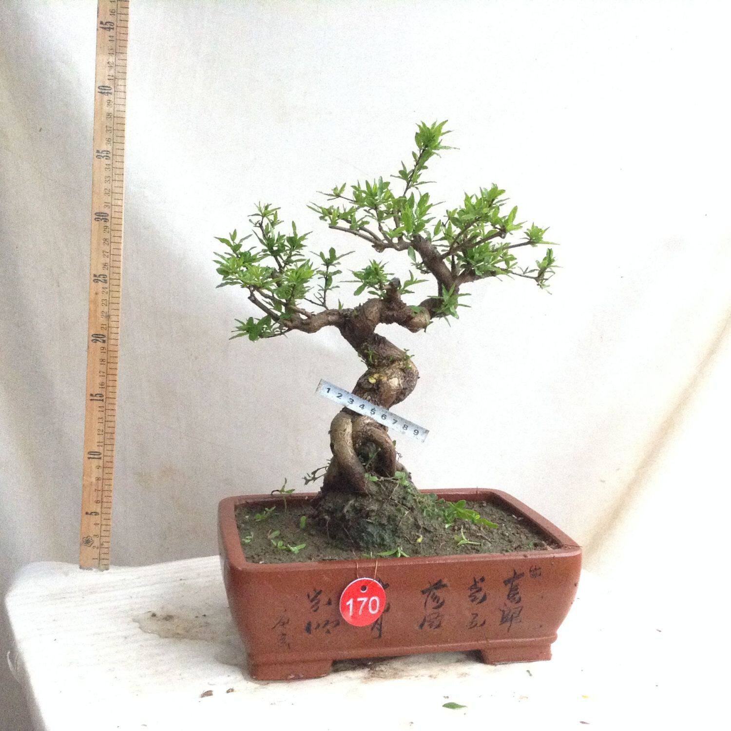 自家培育的石榴盆景实物一物一拍按图发货阳台庭院紫玉石榴盆景