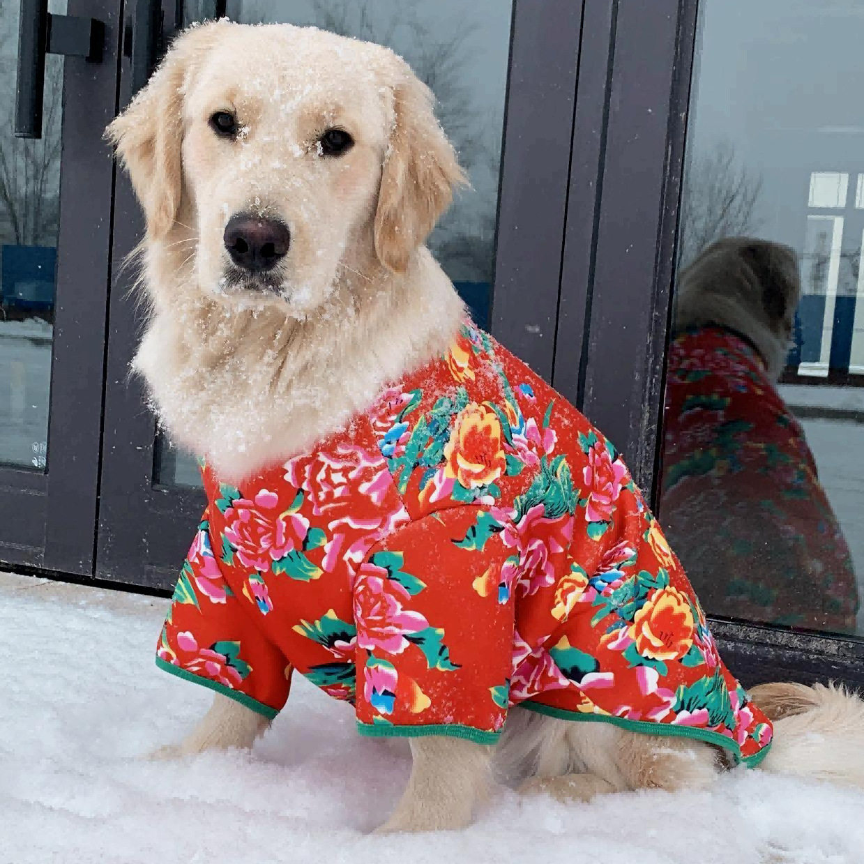 宠物衣服长袖猫咪东北花棉袄喜庆过年保暖冬季防风防掉毛小中大型,宠物/宠物食品及用品,狗宠物服装/雨衣,淘宝优惠券,粉丝福利购,淘宝优惠卷