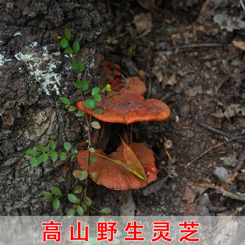 正宗真野生灵芝赤灵芝秦岭深山老林整枝林芝红灵芝菌纯野生灵芝