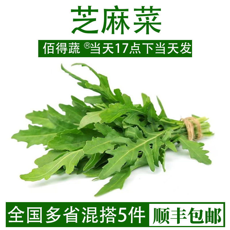 芝麻菜新鲜沙拉食材火箭菜西餐沙拉蔬菜轻食色拉生菜芝麻叶500g