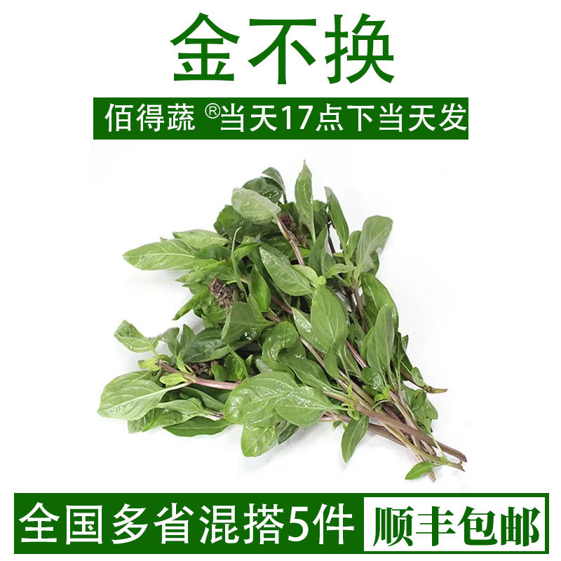 九层塔新鲜食用泰国金不换三杯鸡冬阴功食材新鲜蔬菜鱼香草非罗勒