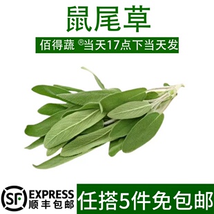 新鲜鼠尾草100g 南丹参Sage 西餐食材 新鲜香草香料鼠尾草叶子