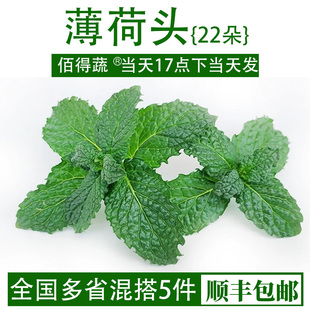 新鲜薄荷叶食用调酒饮品烘焙蛋糕装饰摆盘薄荷叶尖奶茶店用薄荷头