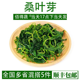 桑叶芽新鲜冷冻桑叶苗食用上汤特色蔬菜嫩桑叶菜尖半成品餐饮商用