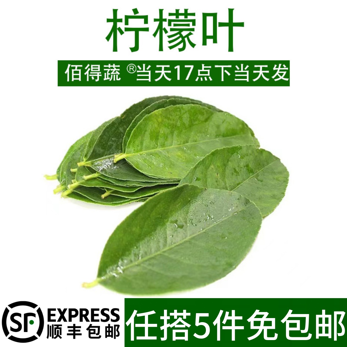 新鲜柠檬叶香水柠檬叶子冬阴功