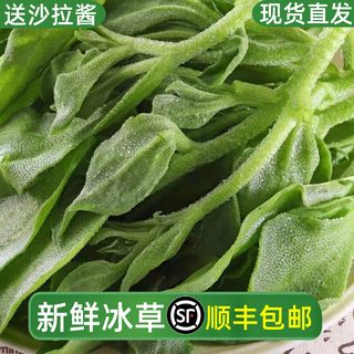 冰草新鲜冰菜食用凉拌火锅生吃蔬菜沙拉食材水晶冰菜新鲜顺丰包邮