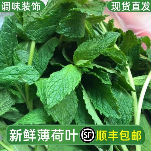 薄荷叶新鲜食用泡水调酒鸡尾酒