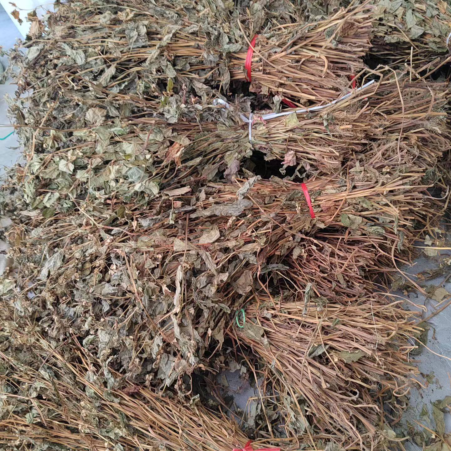 广东韶关野生鱼腥草晒干凉茶中草药狗贴耳草药折耳根泡茶无硫药材