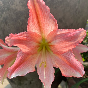 花香门第 以色列进口朱顶红种球 奇妙仙子 小叮当 响铃 有错版