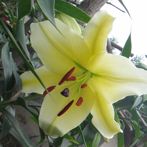 花香门第 荷兰进口香水百合花种球 OT木门 黄色百合带芽 颜色对版 - 封面