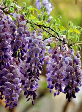 紫藤花苗 爬藤植物 紫花紫藤  攀援 庭院绿化