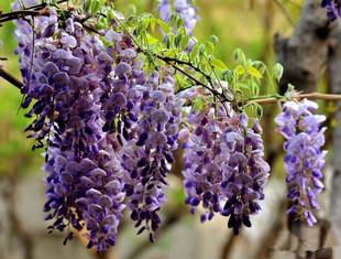 紫藤花苗 爬藤植物 紫花紫藤 攀援 庭院绿化