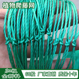 爬藤网攀爬网爬架网吊瓜丝瓜苦瓜黄瓜豆角百香果专用网植物攀爬柱