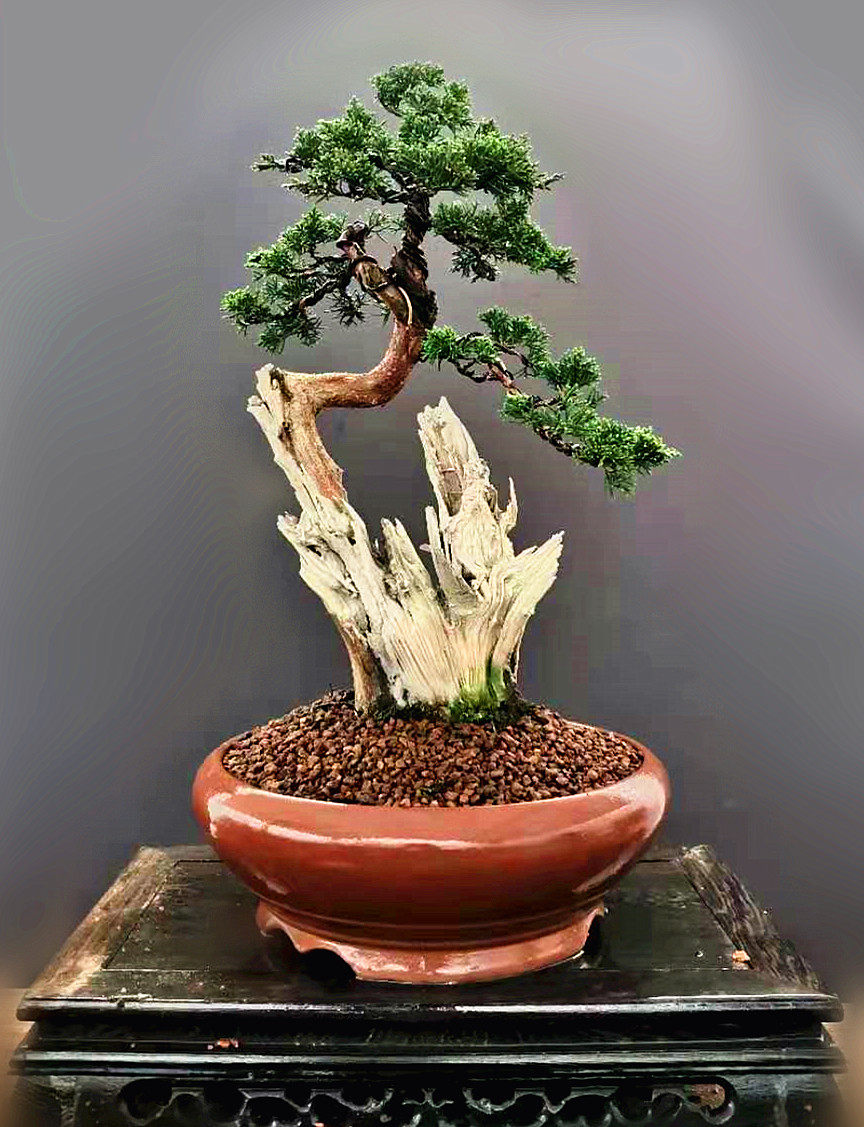 盆栽真柏价格 盆栽真柏图片 星期三