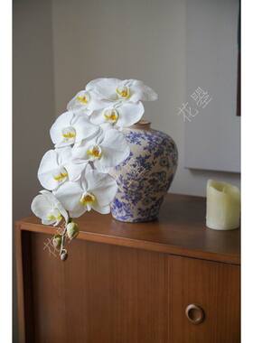 白色蝴蝶兰鲜切花青花瓷花器