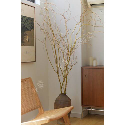 金龙柳鲜枝水培植物会发芽生根室内大型落地面绿植物家居瓶插花