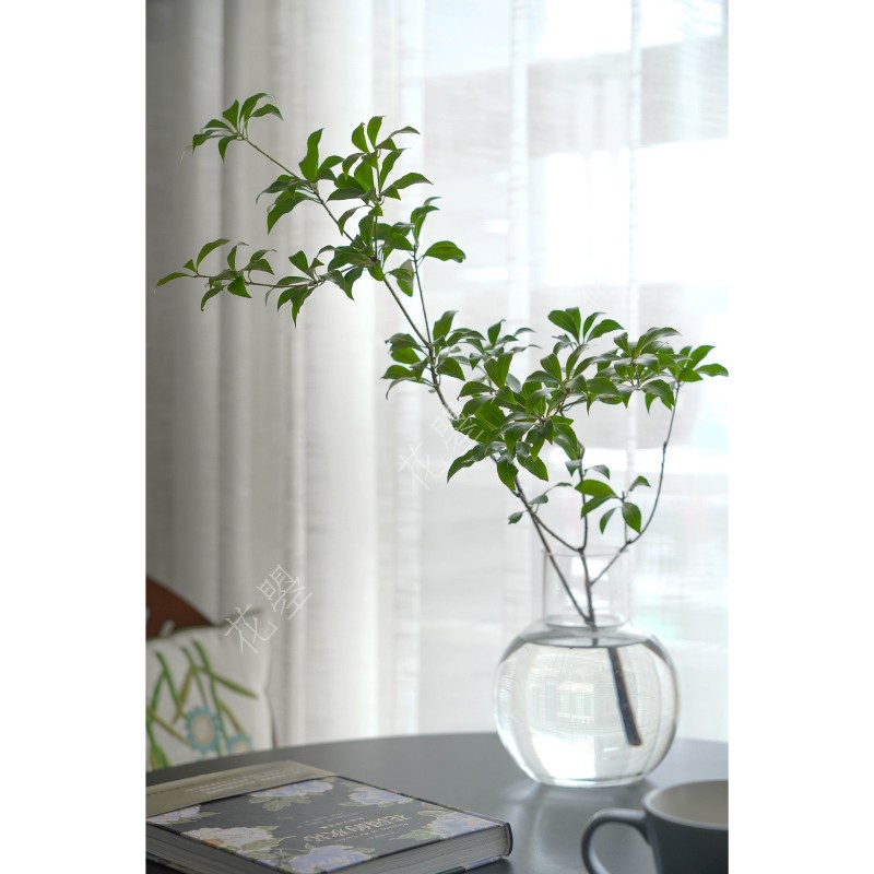日本进口桌面小枝马醉木植物水养