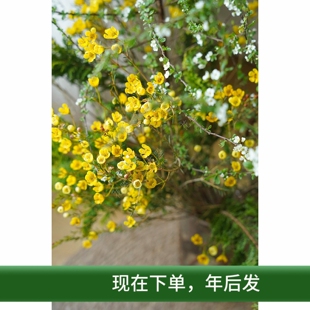 雪柳鲜枝条水养雪柳花鲜花真花瓶插花澳洲腊梅花新年春节年宵花材