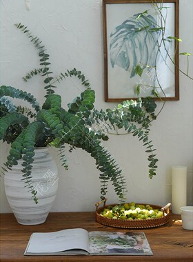 花曌 【上海发货】【顺丰快递】新鲜尤加利叶鲜切花家居瓶插花