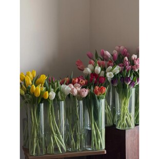 郁金香鲜花水养真花瓶插花白色紫色粉色黄色郁金香重瓣郁金香花材