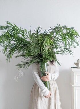 松枝新鲜松树枝条水养枝条鲜花直批速递同城家用水养鲜花鲜切花材