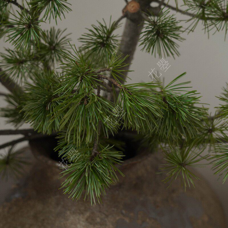 新款花曌五针松鲜切枝条中式插花茶室插花松枝家居瓶插花诧寂风